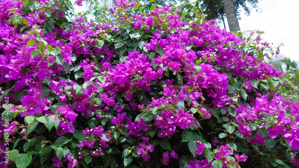 purple flowers in the garden