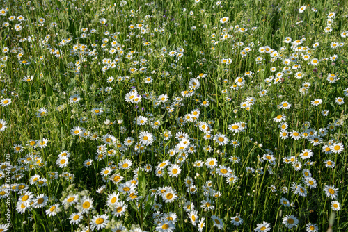 Full frame chamomile field as backdrop. Summer natural flower background. Copy space for text, design.