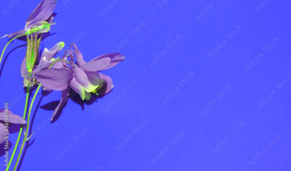     lilac flower field bell on a blue background , place for text  