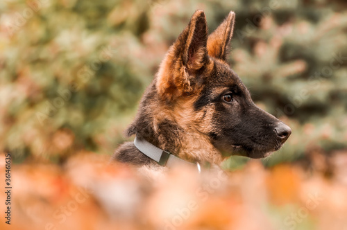 Fototapeta Naklejka Na Ścianę i Meble -  Portrait of a german shepherd puppy while resting in a backyard