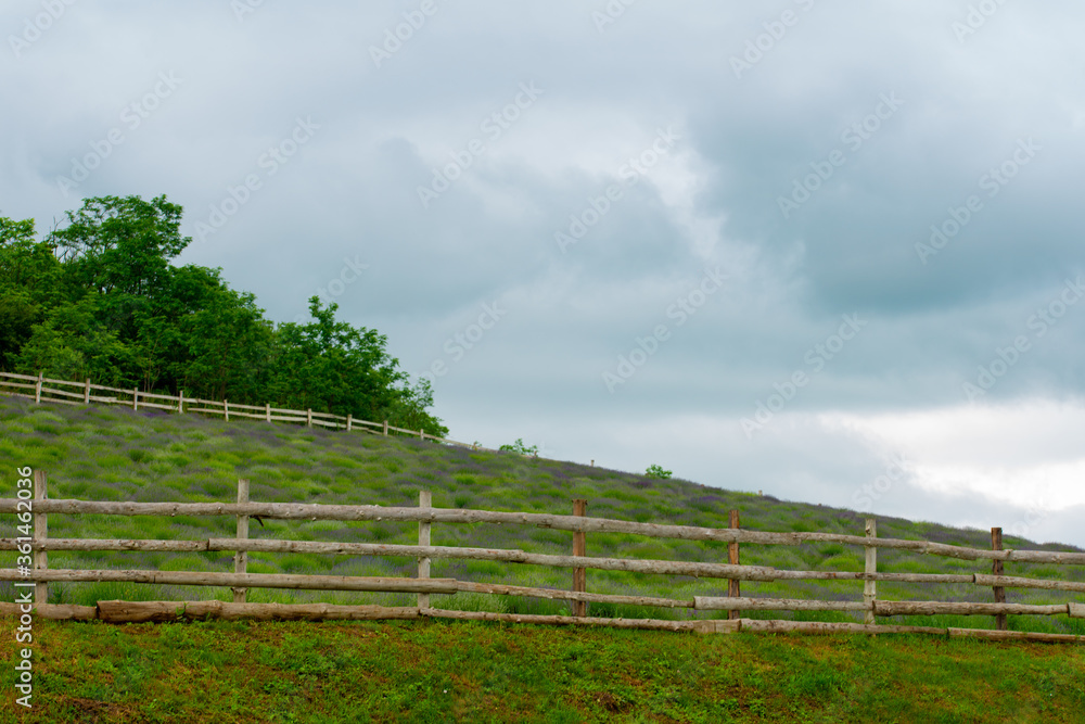 lavender bushes surrounded by a wooden fence on a beautiful summer day