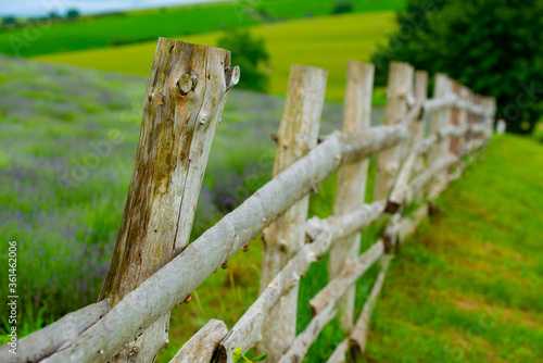 lavender bushes surrounded by a wooden fence on a beautiful summer day