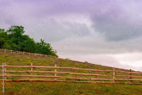 lavender bushes surrounded by a wooden fence on a beautiful summer day