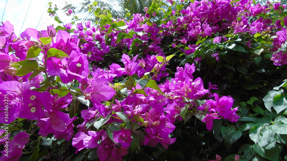 Fototapeta premium purple flowers in the garden