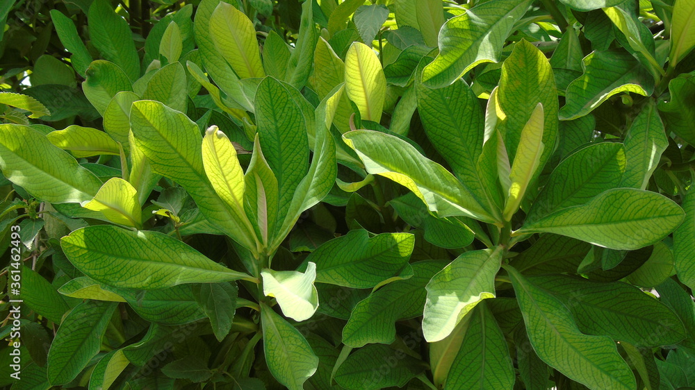Obraz premium green leaves in the forest