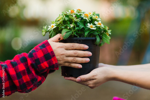 Close-up of a flower vendor. Give the flower pot For customers to pick up flowers at the garden