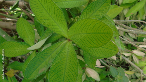 green leaves in the garden