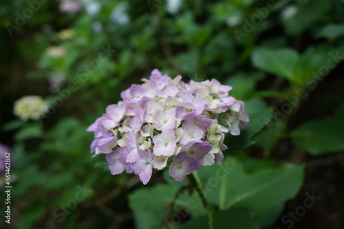 紫陽花 アジサイ 庭園 ガーデニング 梅雨 花