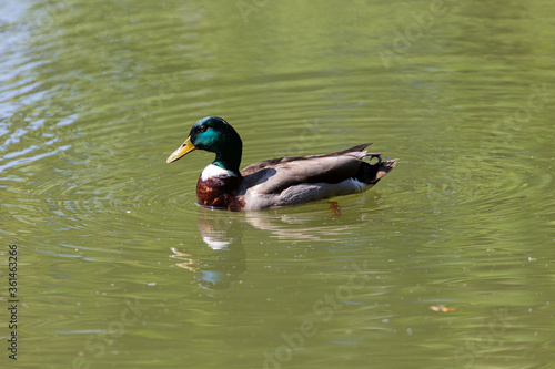 Duck swimming in lake in park