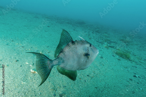 Balistes capriscus, conosciuto comunemente come pesce balestra o pesce porco mentre nuota sul fondale sabbioso photo