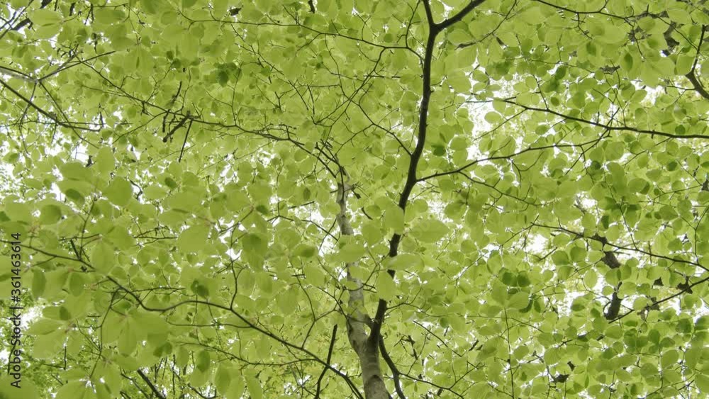 close up of beautiful green leafy canopy close up of beautiful green leafy canopy
