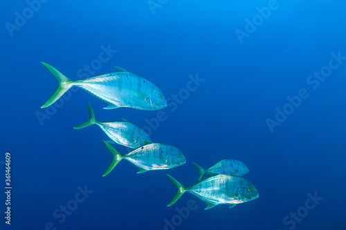 adulti di garango dorato, Gnathanodon speciosus, nel blu photo