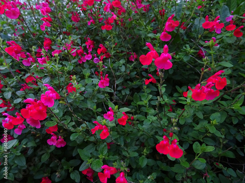 Wallpaper Mural Fleurs rouges Torontodigital.ca