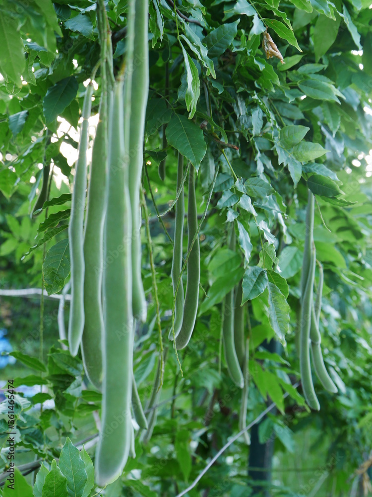 Fototapeta premium green beans on a vine