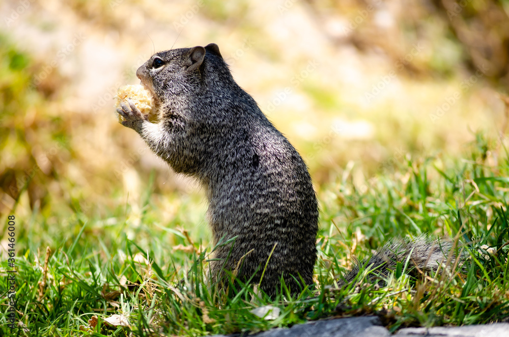 Naklejka premium Ardilla comiendo