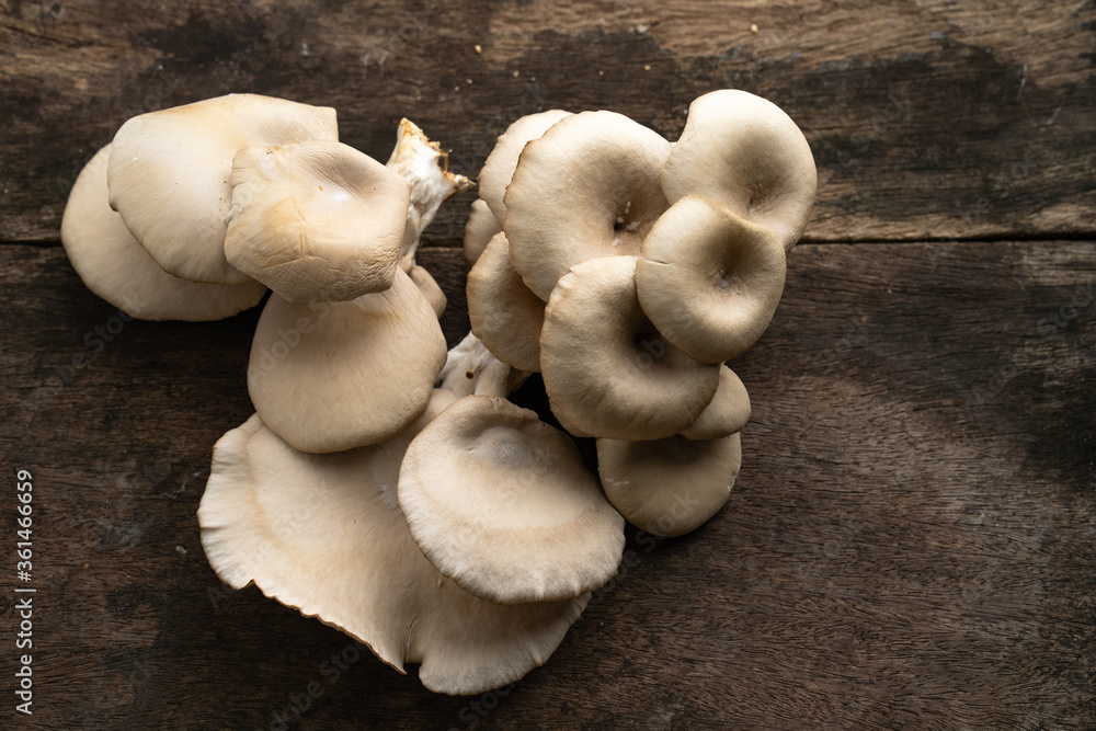 Fototapeta premium Pleurotus pulmonarius on old wooden table.