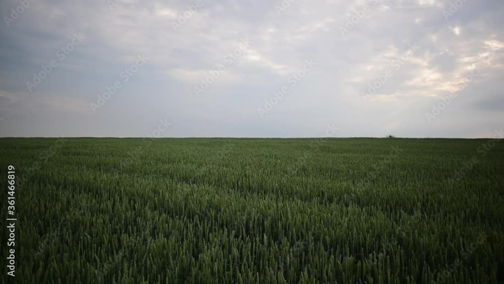 Green ears of wheat ripen in summer. the wind shakes the ears of wheat. Green ears of wheat ripen in summer. the wind shakes the ears of wheat.