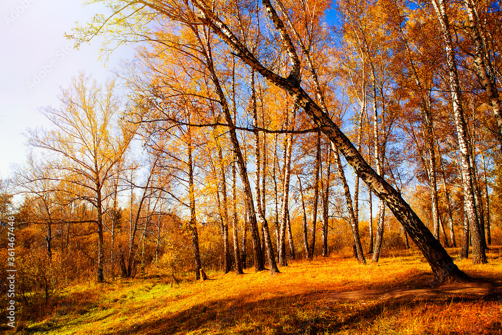 Fototapeta premium Autumnal Trees Landscape