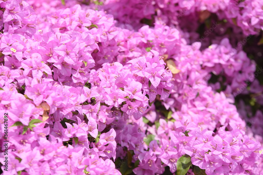 Gorgeous purple flowers