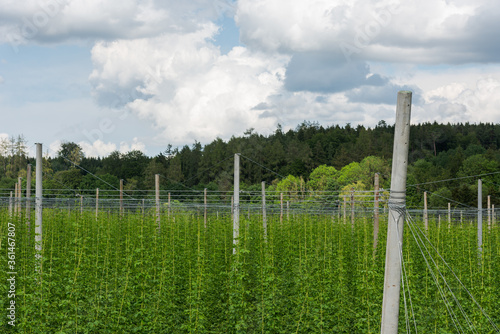 Detail of hop plants growing high on hop poles in world´s biggest hop region Holledau in Germany photo