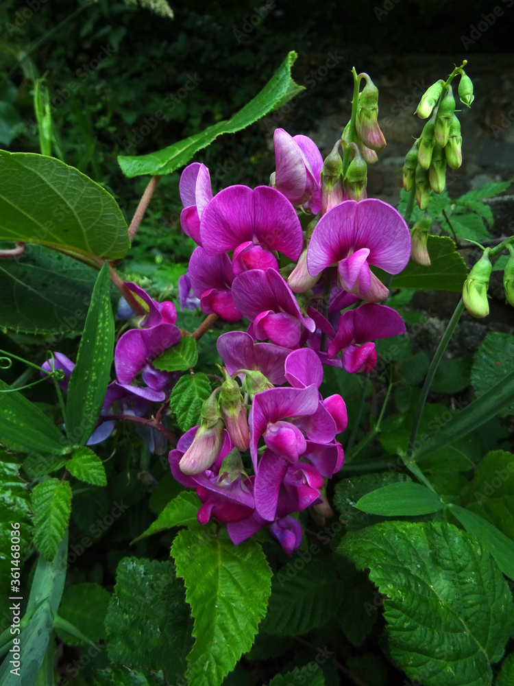 Obraz premium Pois de senteur