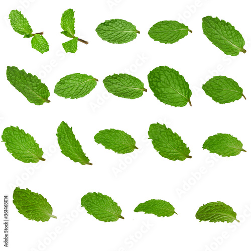 fresh peppermint leaves of different angles isolated on white background 