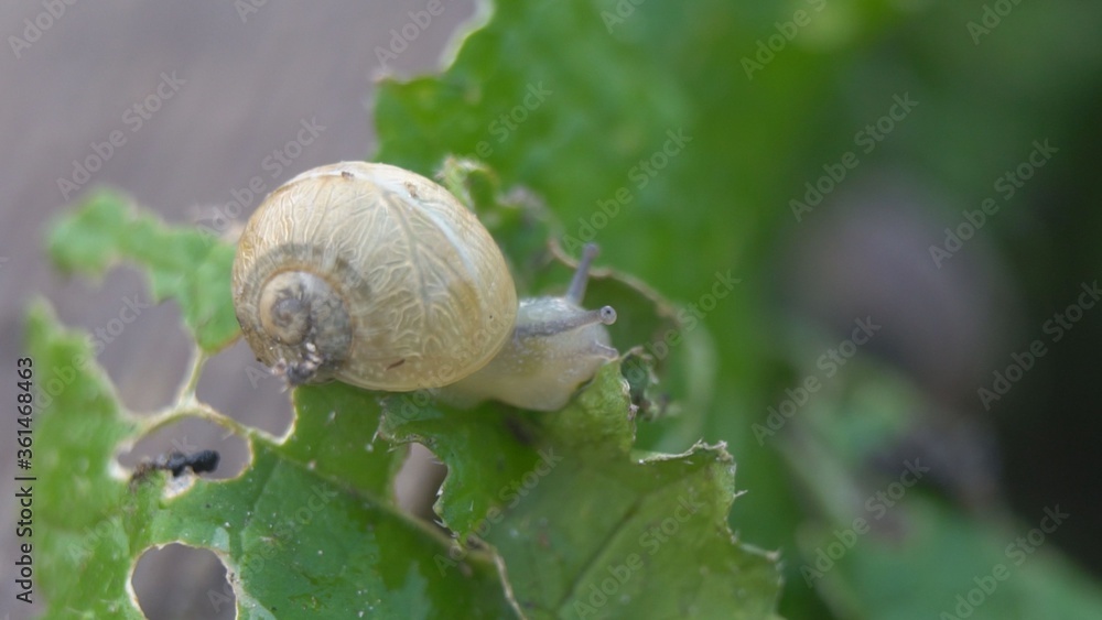 Snail shell between fresh sprout leafs. Mollusk snails with brown Snail shell between fresh sprout leafs. Mollusk snails with brown