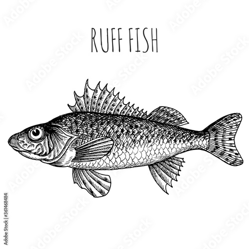 Ruff. Sea fish. Hand-drawn sketch. Vintage style. Fish and seafood products.