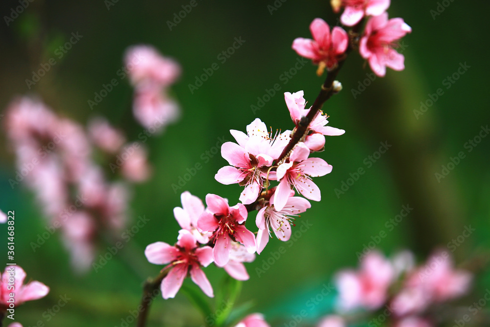 Pink with red peach flowers,beautiful pink flowers and buds blooming on the branch of peach tree in spring Pink with red peach flowers,beautiful pink flowers and buds blooming on the branch of peach tree in spring