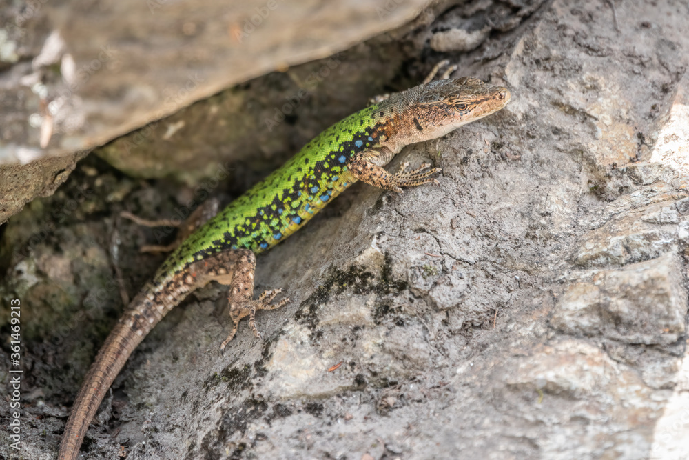 Green Lizard crawling on a stone cliff. The European green lizard Lacerta viridis Green Lizard crawling on a stone cliff. The European green lizard Lacerta viridis