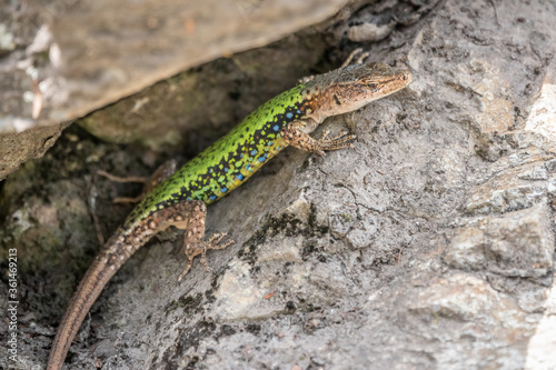 Green Lizard crawling on a stone cliff. The European green lizard Lacerta viridis