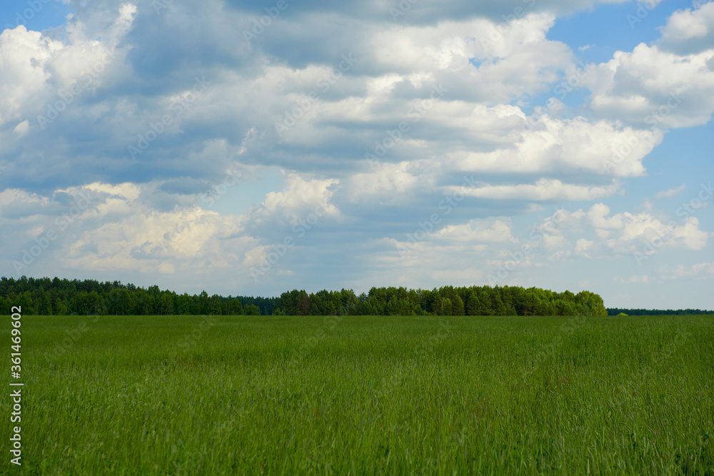 Fototapeta premium Green field, tree and blue sky. Excellent as a background, web banner