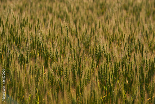 a green field of wheat and a Sunny day © Mikhail