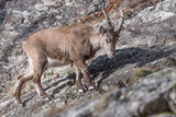 Young ibex in autumn season (Capra ibex)