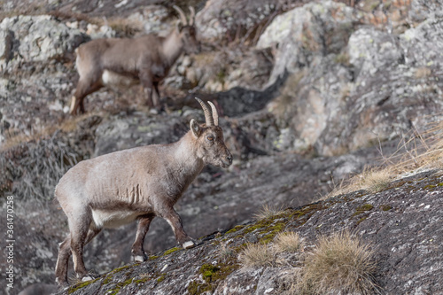 Young ibex on the rocks (Capra ibex)
