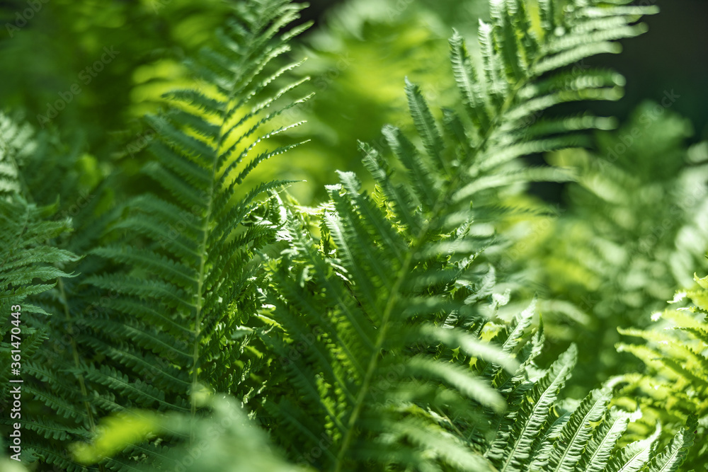 Fern in the forest as a background. Flower plants outdoors. Beautiful green color. Fern in the forest as a background. Flower plants outdoors. Beautiful green color.