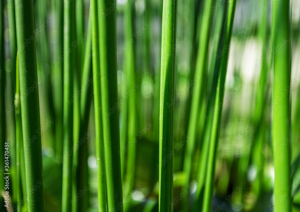 Sedge as a background, grows in the water of a small river. Close up photo. Beautiful green color. Sedge as a background, grows in the water of a small river. Close up photo. Beautiful green color.