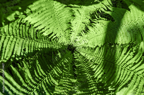 Fern in the forest as a background. Flower plants outdoors. Beautiful green color.