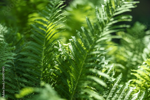 Fern in the forest as a background. Flower plants outdoors. Beautiful green color.