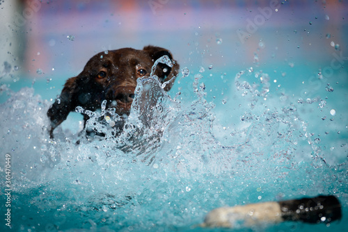 Canvas Print Dock Jumping Dogs
