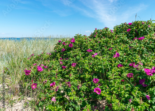 Fototapeta Naklejka Na Ścianę i Meble -  summer day with flowering coast of the island of Saaremaa, Harilaid nature reserve, Estonia, Baltic Sea