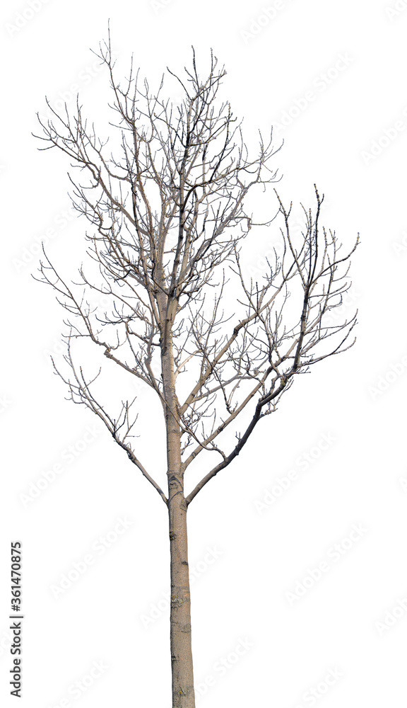 Fototapeta premium winter medium tree with bare dense branches