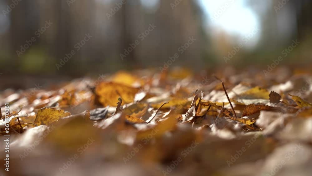 AUTUMN FALLING YELLOW LEAVES ON THE GROUND. MACRO. Autumn background. Falling colorful Leaves in autumnal Park. Fall. AUTUMN FALLING YELLOW LEAVES ON THE GROUND. MACRO. Autumn background. Falling colorful Leaves in autumnal Park. Fall.