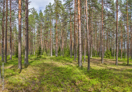 blueberry bushes in high pine forest