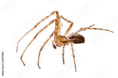 long legs light brown orb-weaver spider on white © Alexander Potapov