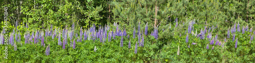 lupin flowers on green trees background