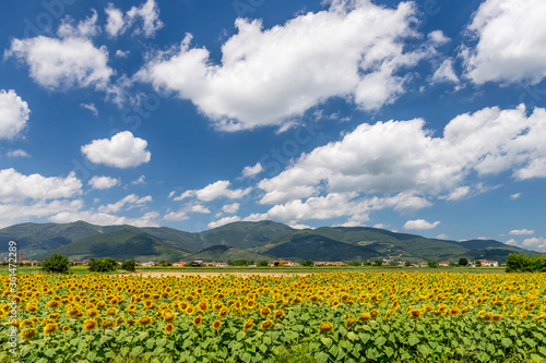Beautiful Tuscan summer landscape near Pisa, Italy, with sunflowers, countryside and Monte Pisano mountains in the background