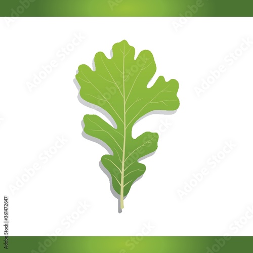 Bur oak leaf