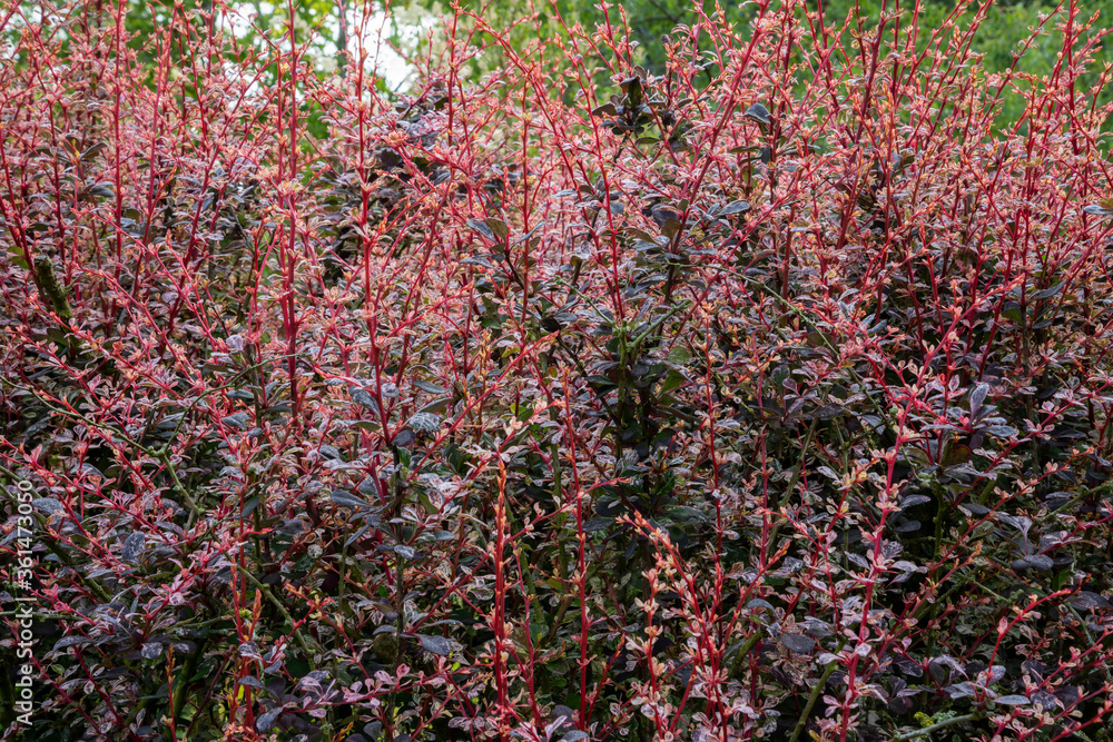 Close up BERBERIS thunbergii f. atropurpurea 'Rose Glow' hedging. New red shoots with deep purple leaves. Close up BERBERIS thunbergii f. atropurpurea 'Rose Glow' hedging. New red shoots with deep purple leaves.