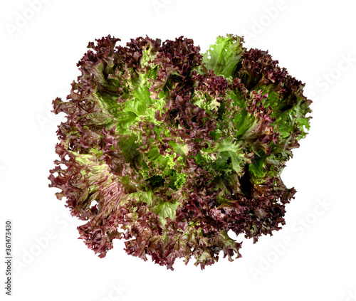 Εκτύπωση καμβά red coral lettuce on white background  ,Green leaves pattern ,Salad ingredient